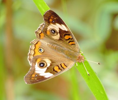 Common Buckeye