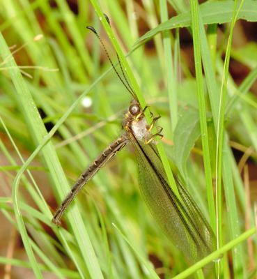 Ascaloptynx Appendiculata