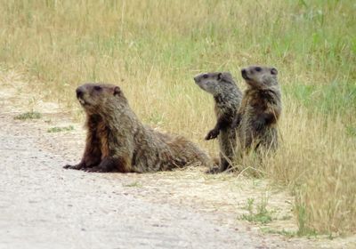 Woodchuck (Groundhog)