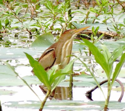 Least Bittern