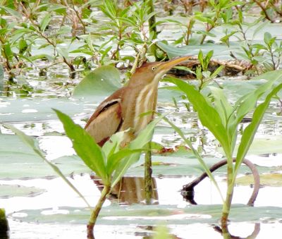 Least Bittern