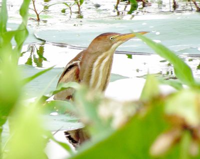 Least Bittern