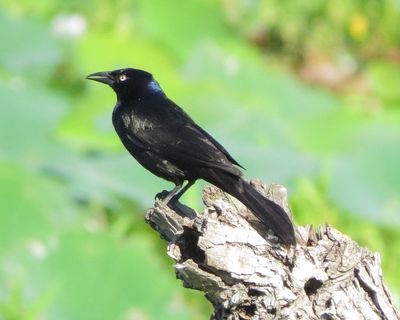 Common Grackle