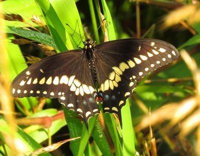 Black Swallowtail