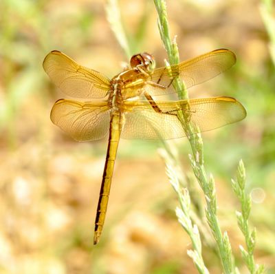 Golden-Winged Skimmer