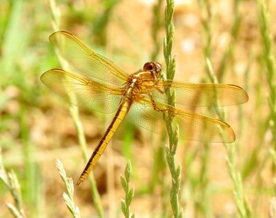 Golden-Winged Skimmer