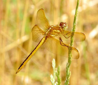 Golden-Winged Skimmer