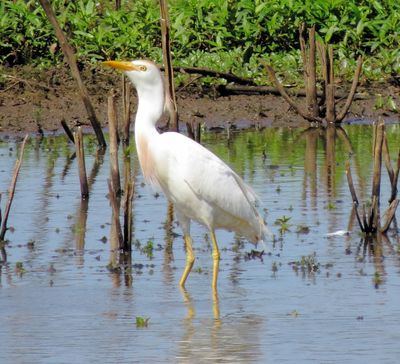 Western Cattle Egret
