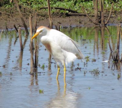 Western Cattle Egret