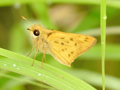 Fiery Skipper