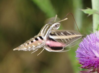 White-Lined Sphinx Moth