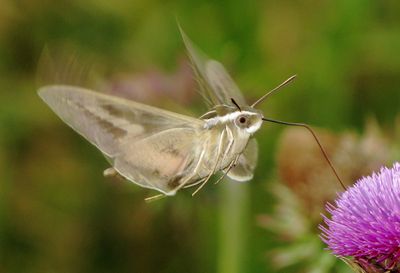 White-Lined Sphinx Moth