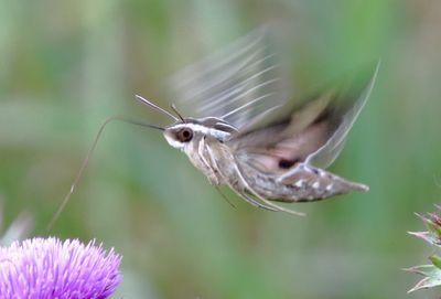 White-Lined Sphinx Moth