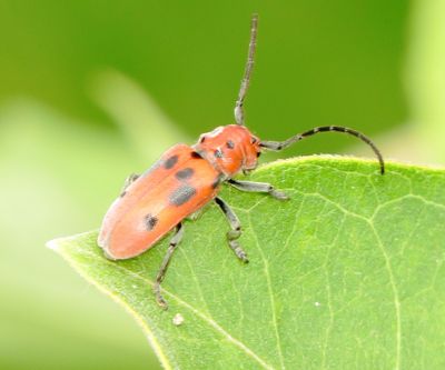 Red Milkweed Beetle