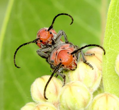 Red Milkweed Beetle
