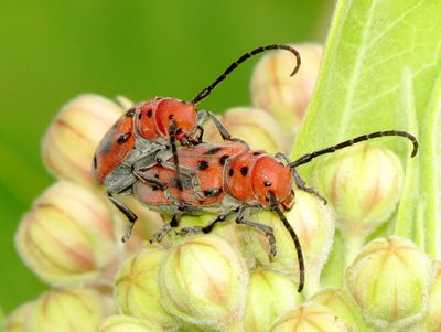 Red Milkweed Beetle