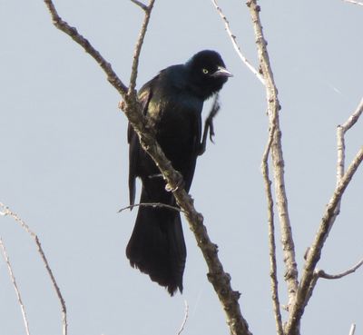 Common Grackle