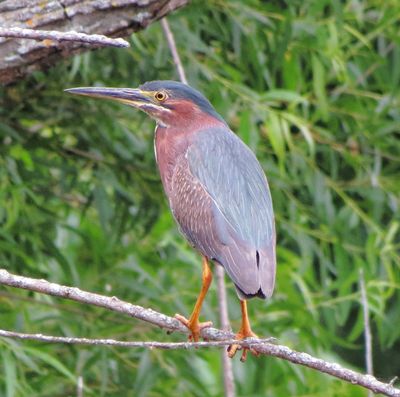 Green Heron
