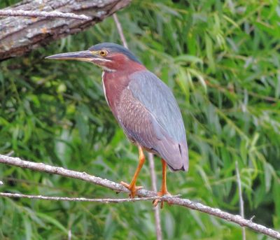 Green Heron