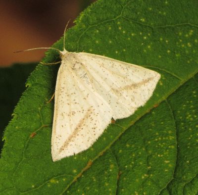 Speckled Lamplighter