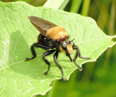 Laphria Lata