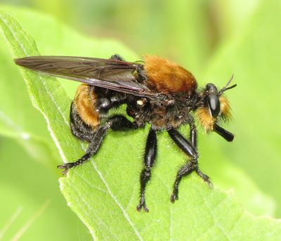 Laphria Lata