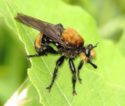 Laphria Lata