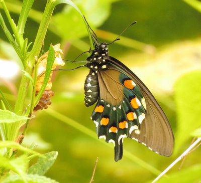 Pipevine Swallowtail
