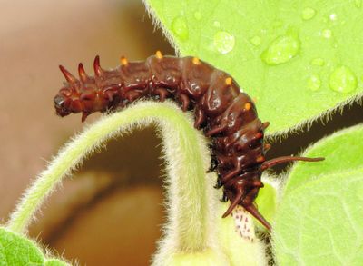 Pipevine Swallowtail