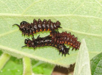 Pipevine Swallowtail