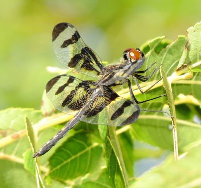 Banded Pennant