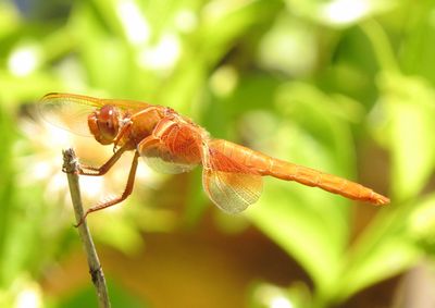 Flame Skimmer