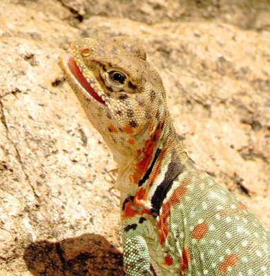 Eastern Collared Lizard