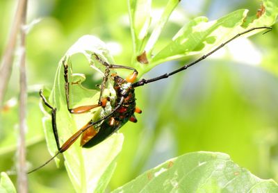 Bumelia Borer