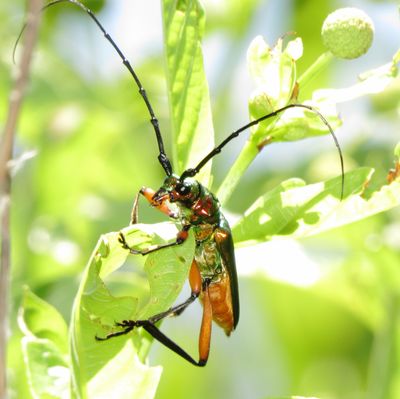 Bumelia Borer