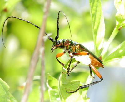 Bumelia Borer