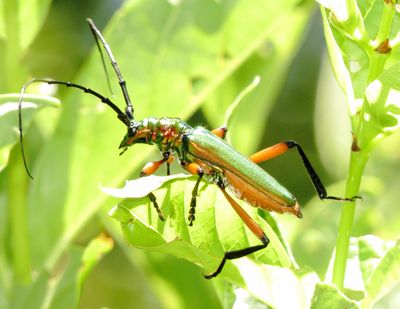 Bumelia Borer