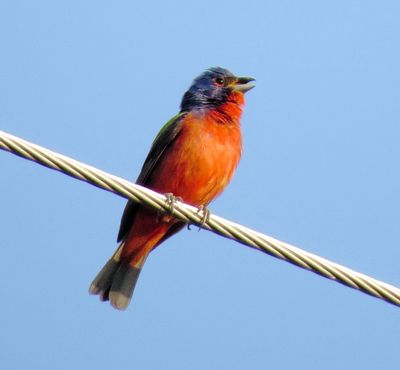 Painted Bunting