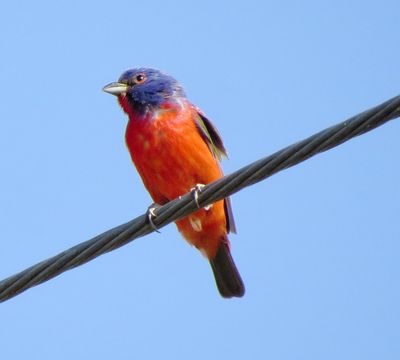 Painted Bunting