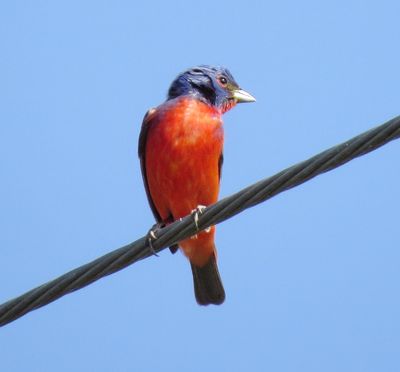 Painted Bunting