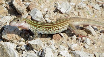 Common Spotted Whiptail