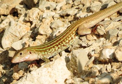 Common Spotted Whiptail