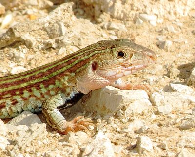 Common Spotted Whiptail