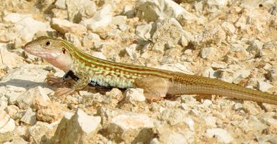 Common Spotted Whiptail