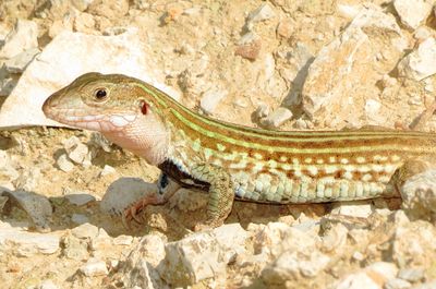 Common Spotted Whiptail