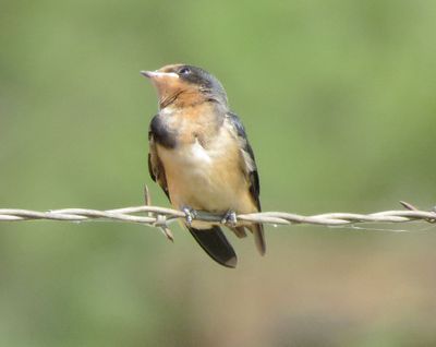 Barn Swallow