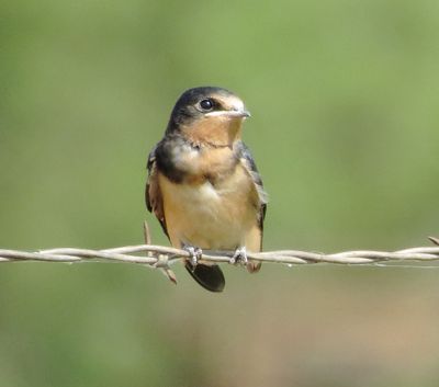 Barn Swallow