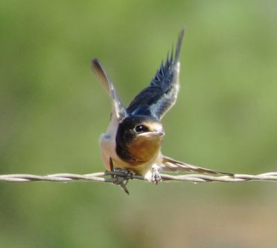 Barn Swallow