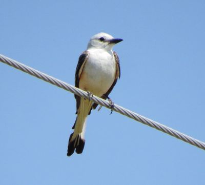 Scissor-Tailed Flycatcher