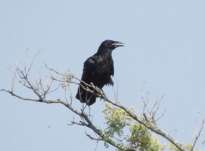 Chihuahuan Raven